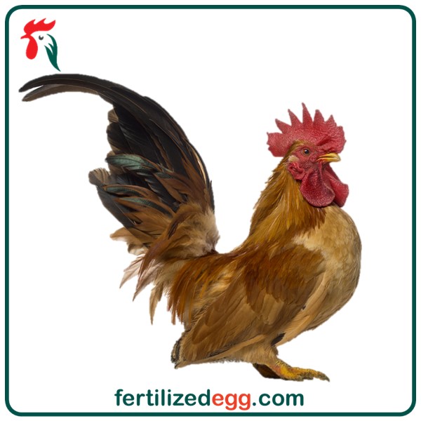 تخم نطفه دار مرغ جاپنیز